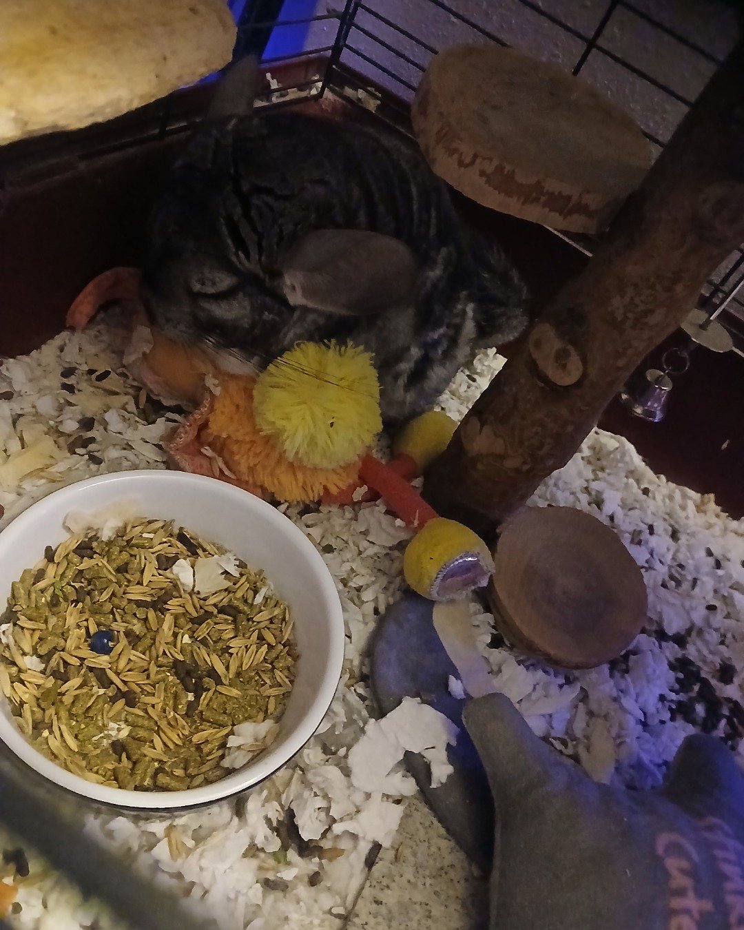 Chimmichanga the Chinchilla. Rodent, Cat