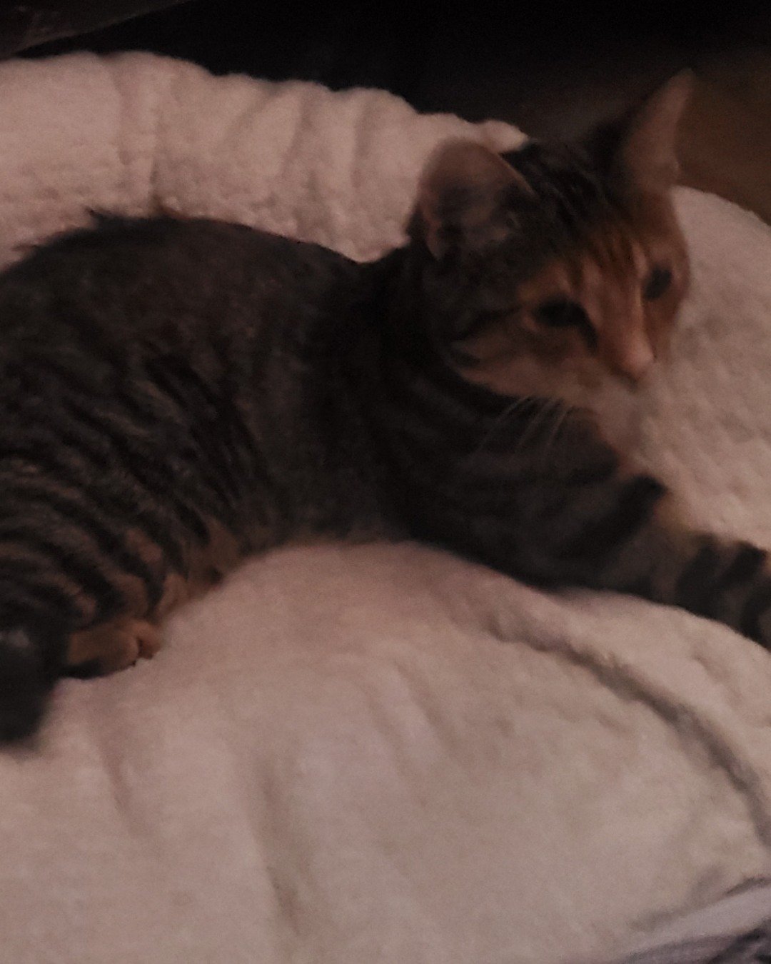 Ainé. Cat, Kitten