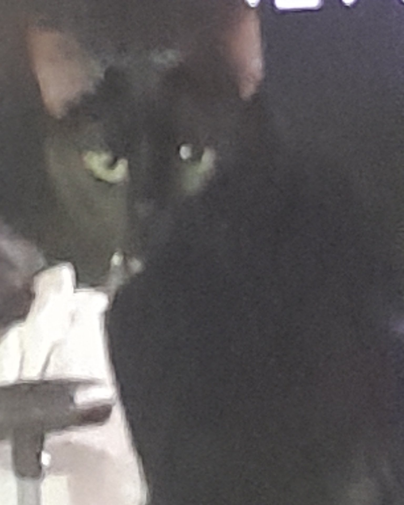 Midnight the black cat. Black Cat, Cat, Person