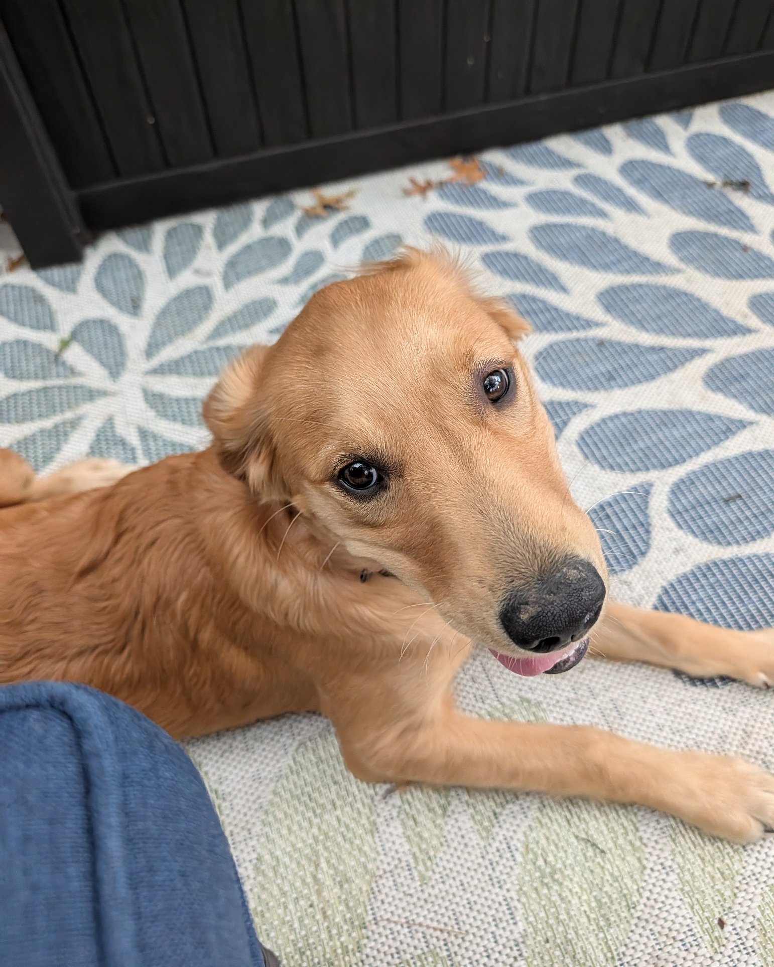 Ember the Golden retriever. Dog, Puppy, Golden Retriever
