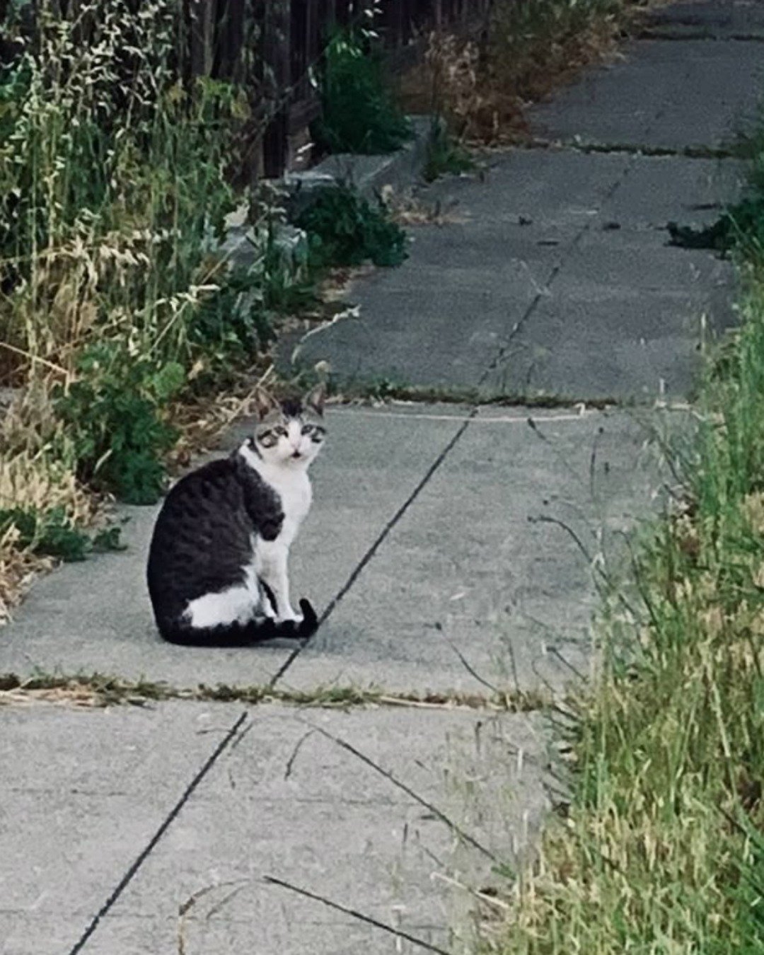 Stray cats I find. Path, Sidewalk, Walkway, Slate, City, Road