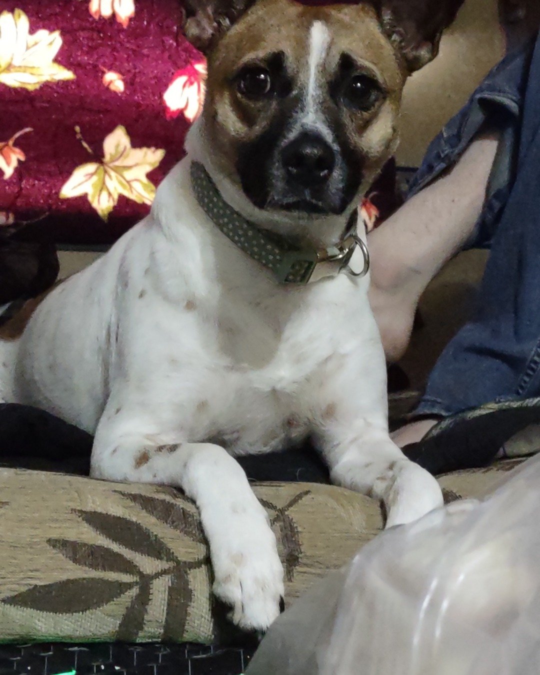 Tator the pure evil. Dog, Chihuahua, Hound, Cushion, Home Decor