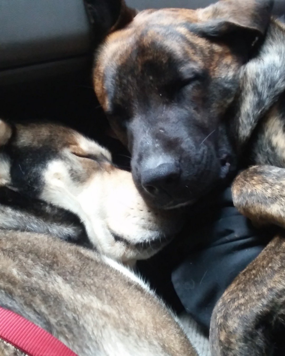 all my floofs. Dog, Hound, Puppy, Husky