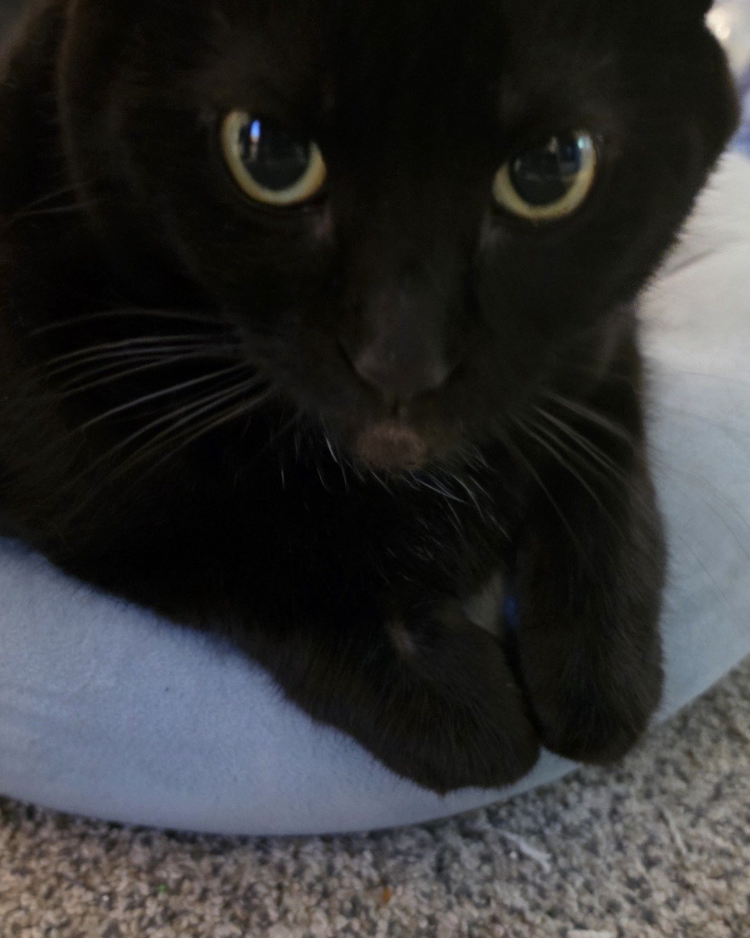 Unity. Cat, Black Cat