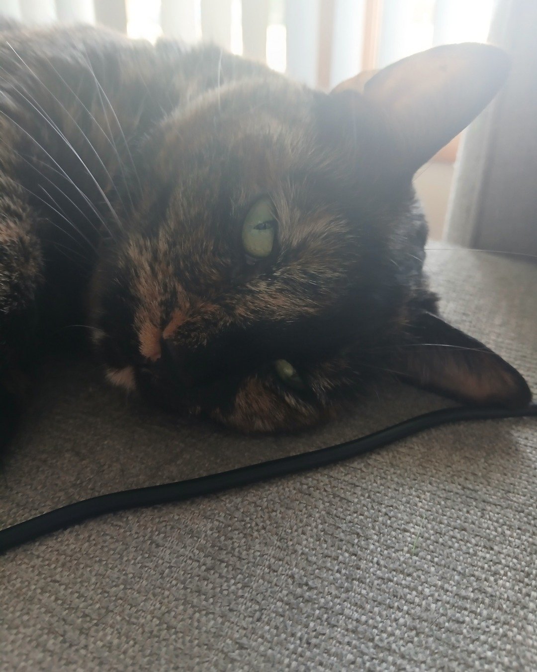 Sprinkles the tortoise shell (tortie). Cat, Accessories, Strap