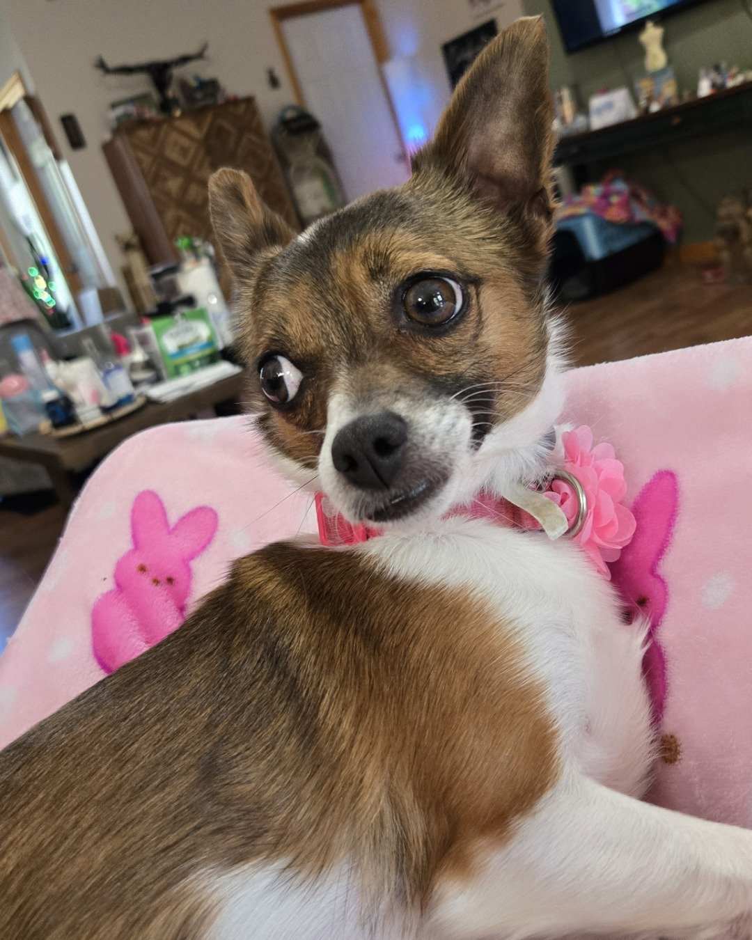 bryndal. Dog, Puppy, Indoors, Interior Design, Chihuahua, Computer Hardware