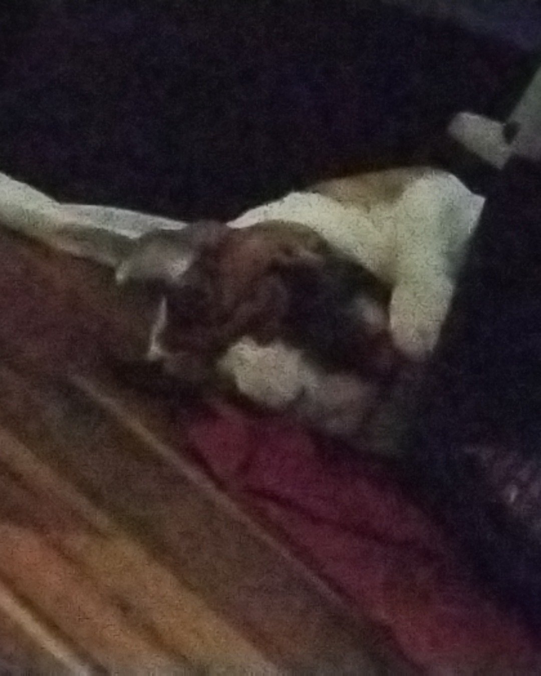 Bobo not becker the English bulldog. Dog, Hound, Puppy, Bulldog, Boxer