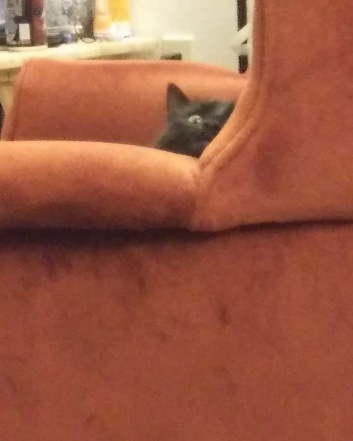Sylvester the Unsure. Couch, Furniture, Cat, Kitten, Chair