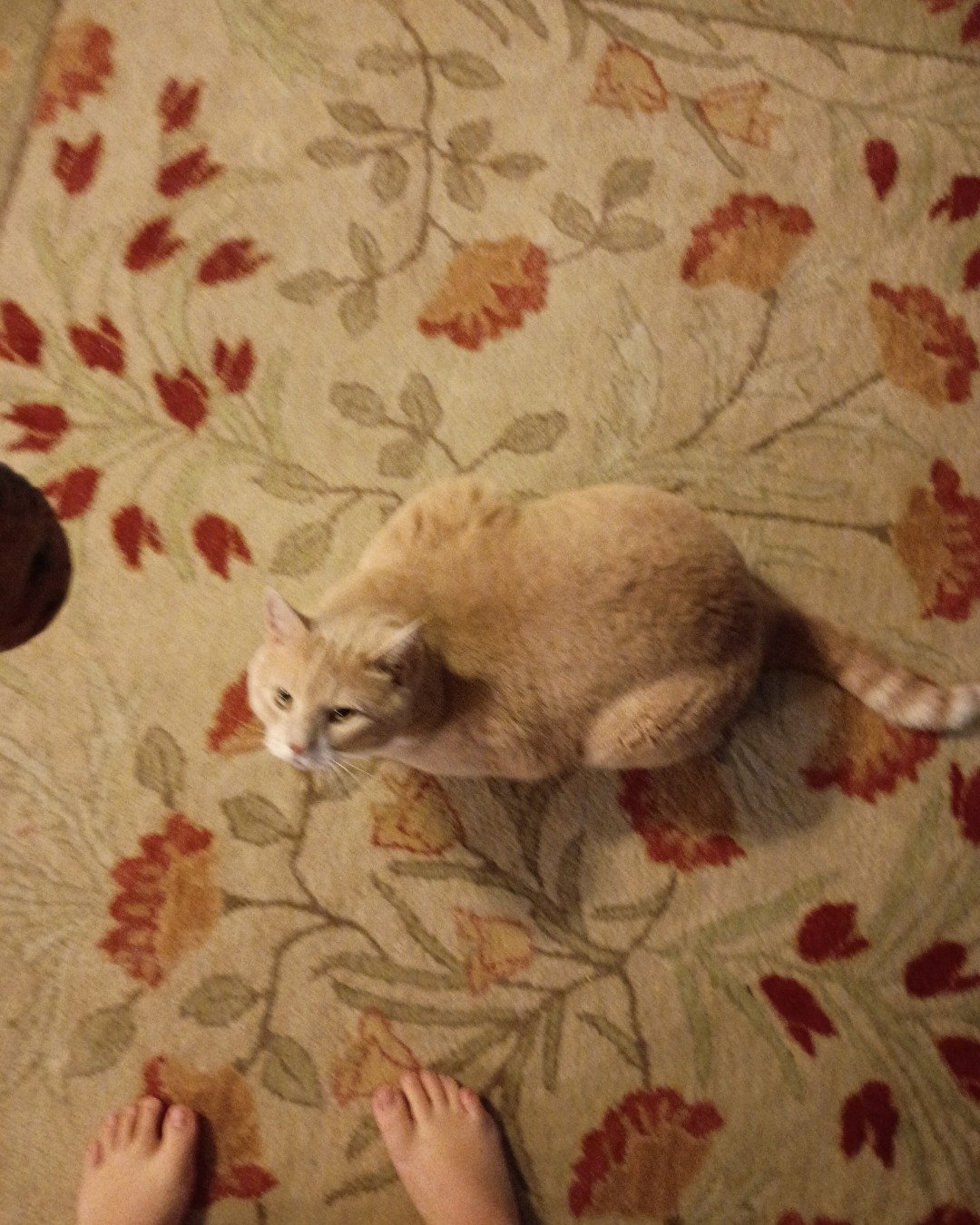 nacho. Cat, Kitten