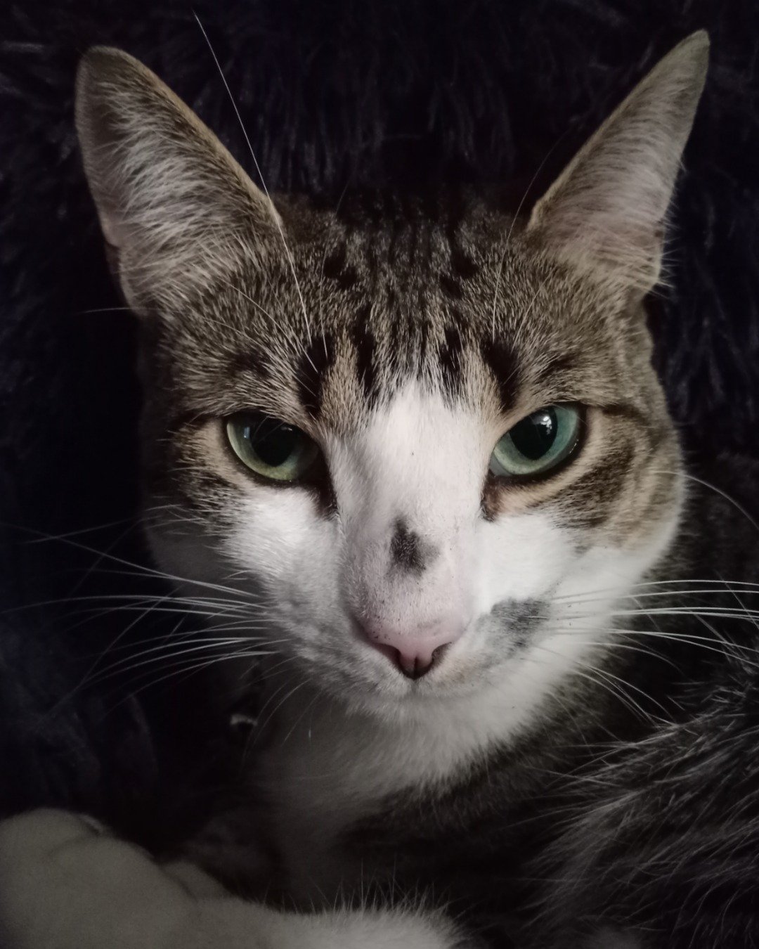 Kima the Piebald Shorthair. Abyssinian, Cat