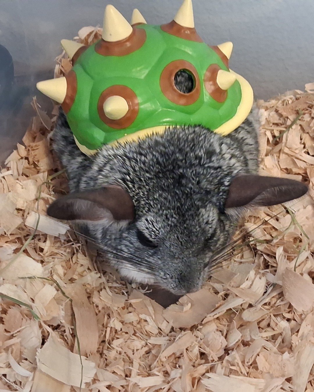 Chimmichanga the Chinchilla. Rodent, Rat, Chinchilla