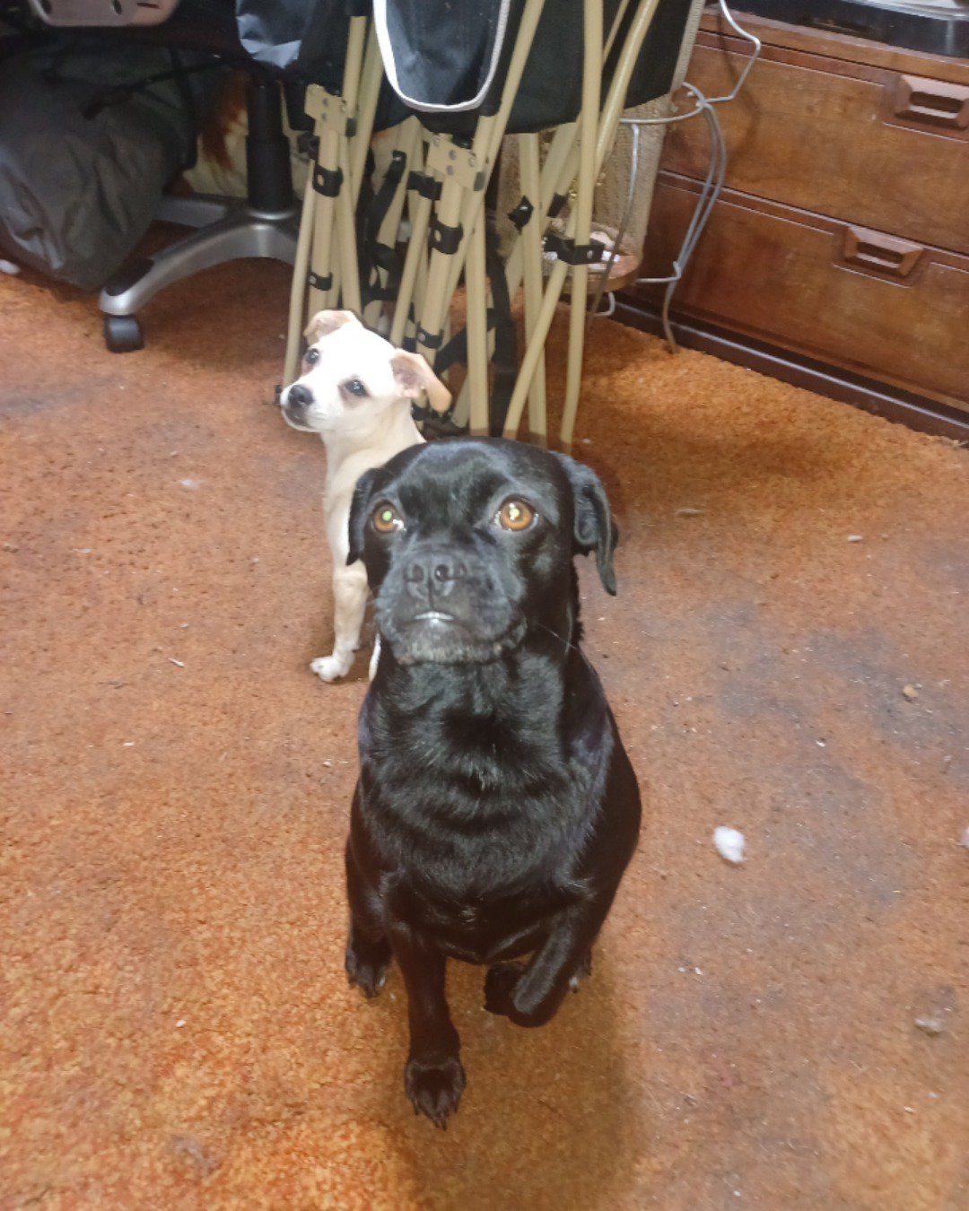 aveil and Neriah the pugzu. Dog, Labrador Retriever, Wood, Puppy, Hound, Furniture
