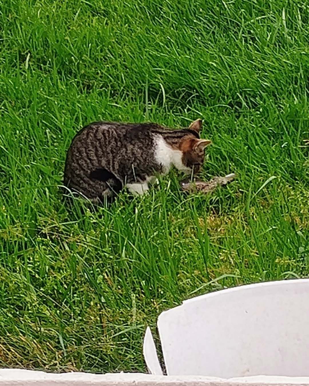 Athena the ???. Grass, Plant, Lawn, Cat, Manx, Field