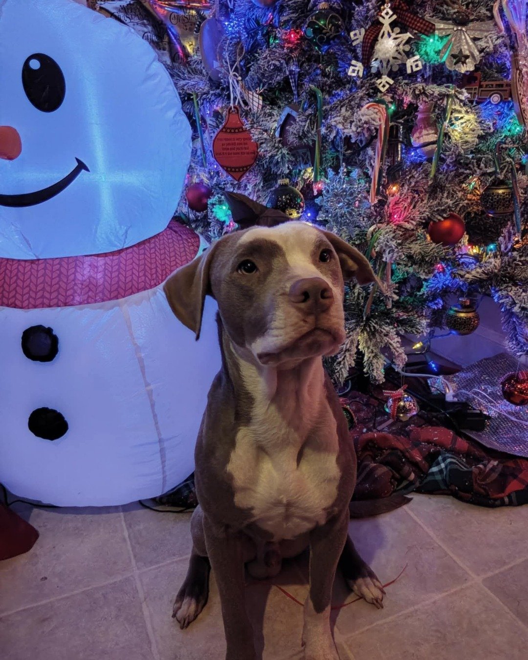Bisko the pitbull. Purple, Dog, Plant, Potted Plant, Nature, Outdoors