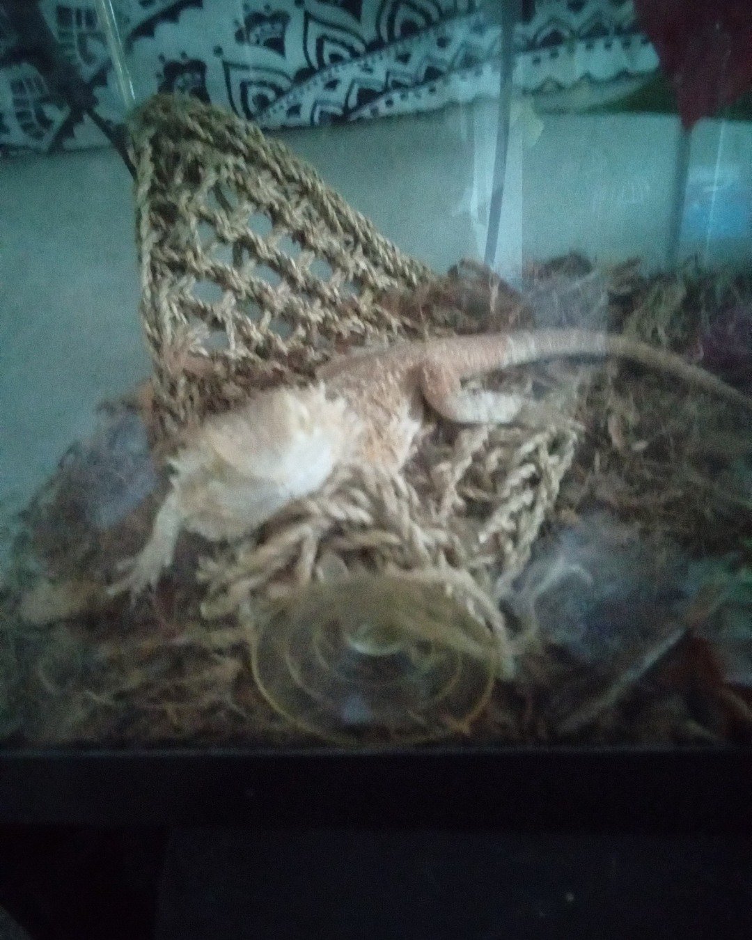 jack the bearded dragon. Reptile, Sea Life, Turtle, Lizard