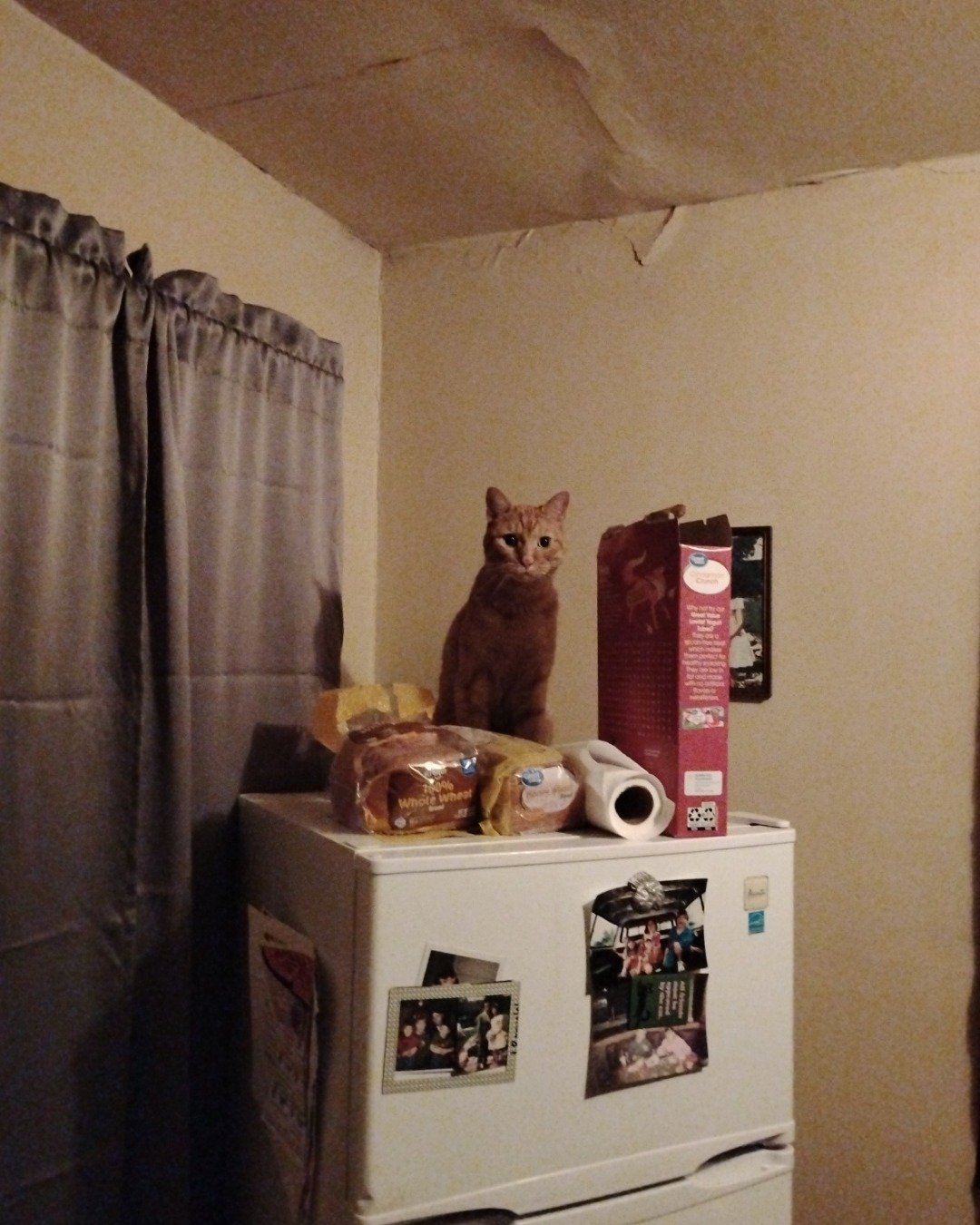Tiger. Cat, Device, Bread, Food, Appliance, Electrical Device