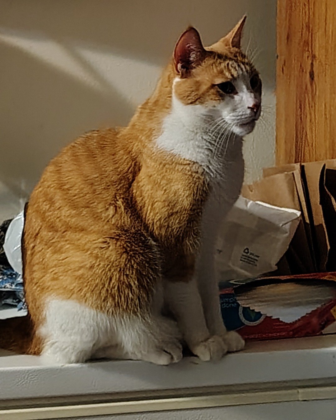Redington the Tabby. Cat, Manx, Abyssinian