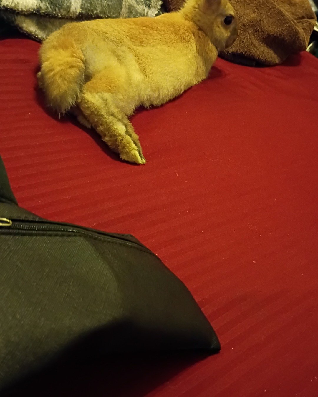 Dravina the Bunny. Rabbit, Toy, Accessories, Bag, Handbag