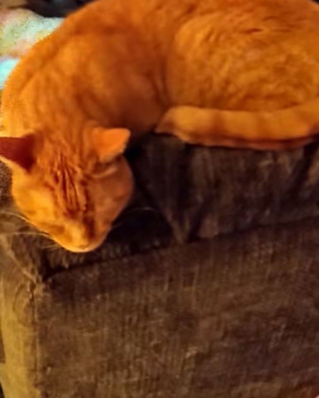 Tiger the tabby. Couch, Furniture, Cat