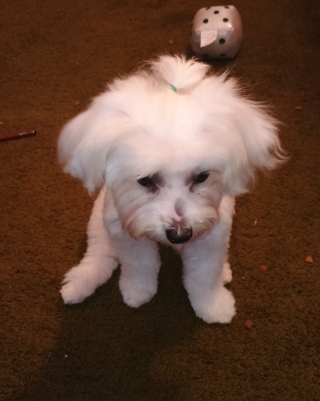 brook the Maltese. Dog, Puppy, White Dog, Ball, Football, Soccer