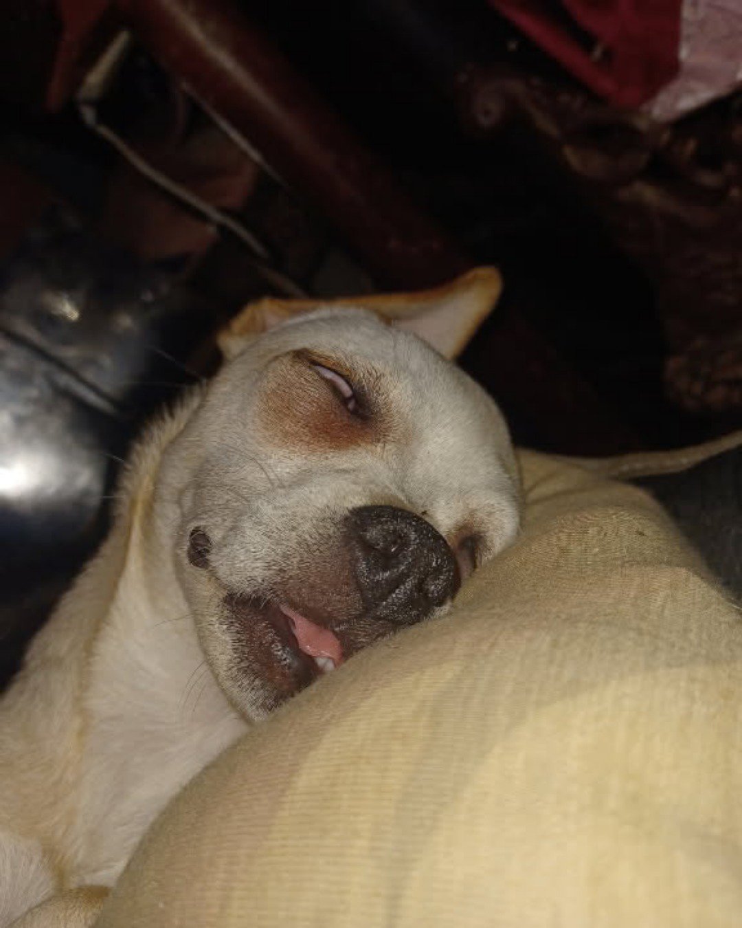 aveil and Neriah the pugzu. Person, Sleeping, Dog, Puppy, Hound