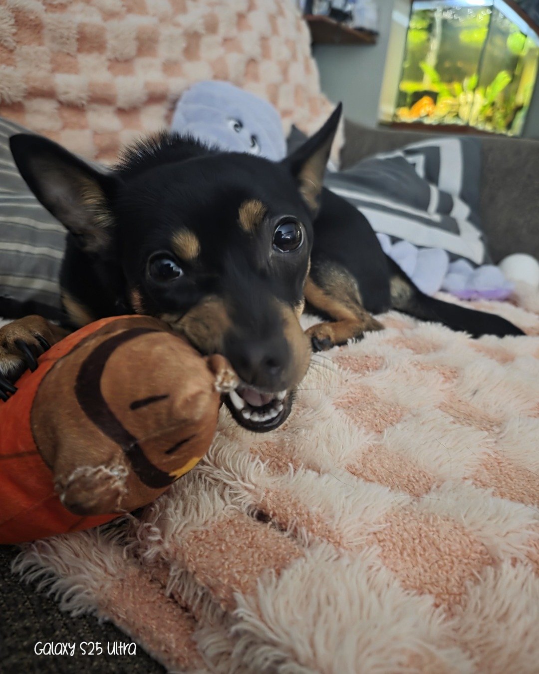 Luci the terrier mix. Dog, Puppy, Ball, Football, Soccer, Soccer Ball