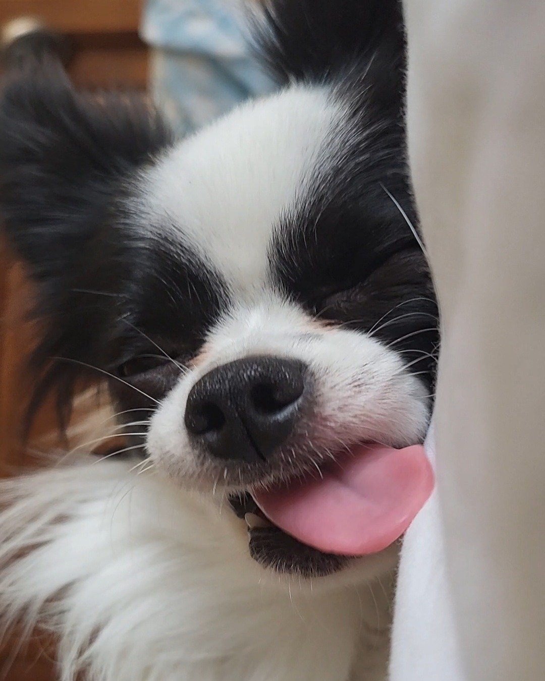 Danny the Long haired Chihuahua. Dog, Puppy, Cocker Spaniel, Papillon