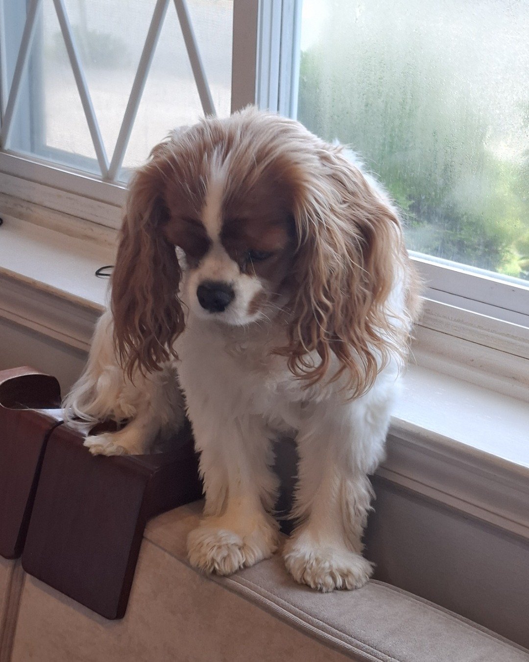 Arya the Cavalier King Charles Spaniel. Dog, Window, Puppy, Windowsill, Cocker Spaniel