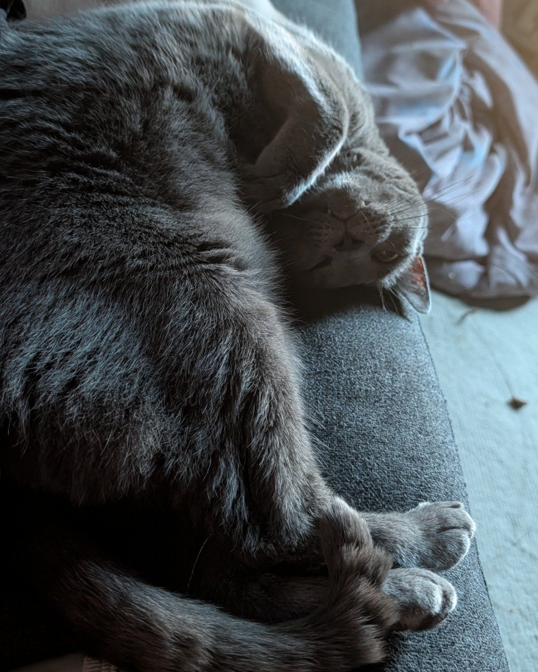 Theseus the Grey. Person, Sleeping, Couch, Furniture, Cat