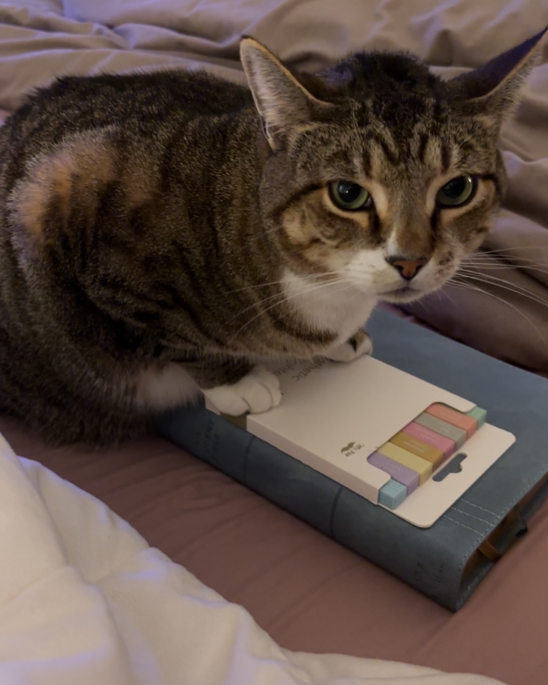 Jasper — Abyssinian, Cat, Computer, Electronics, Laptop, Pc