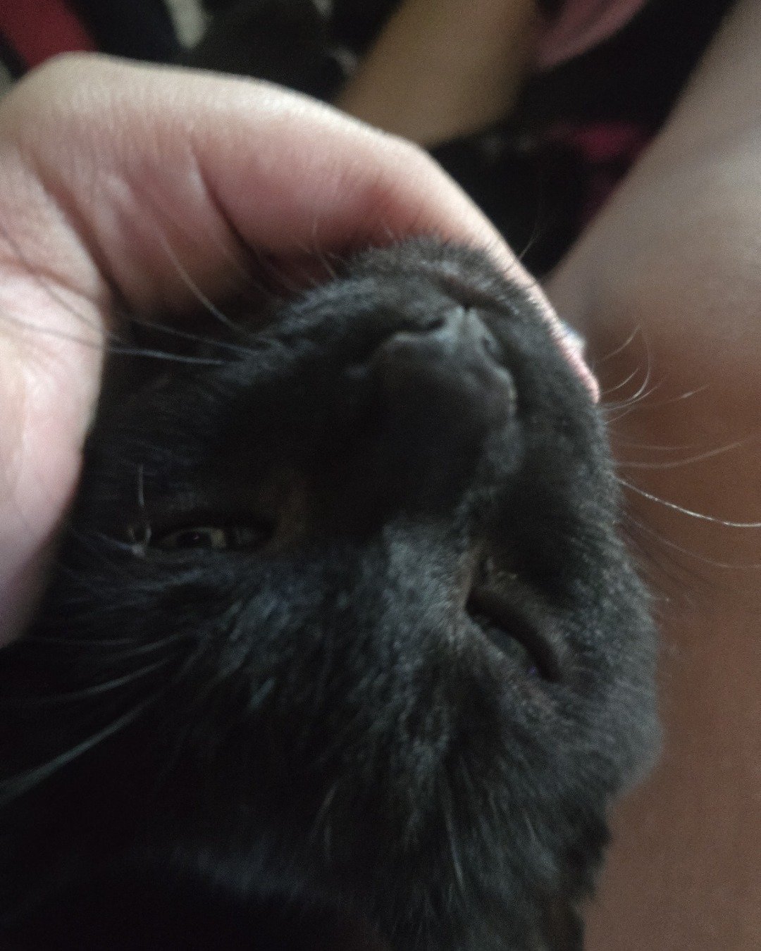 buttercup my widdle baby the domestic shorthair. Cat, Black Cat