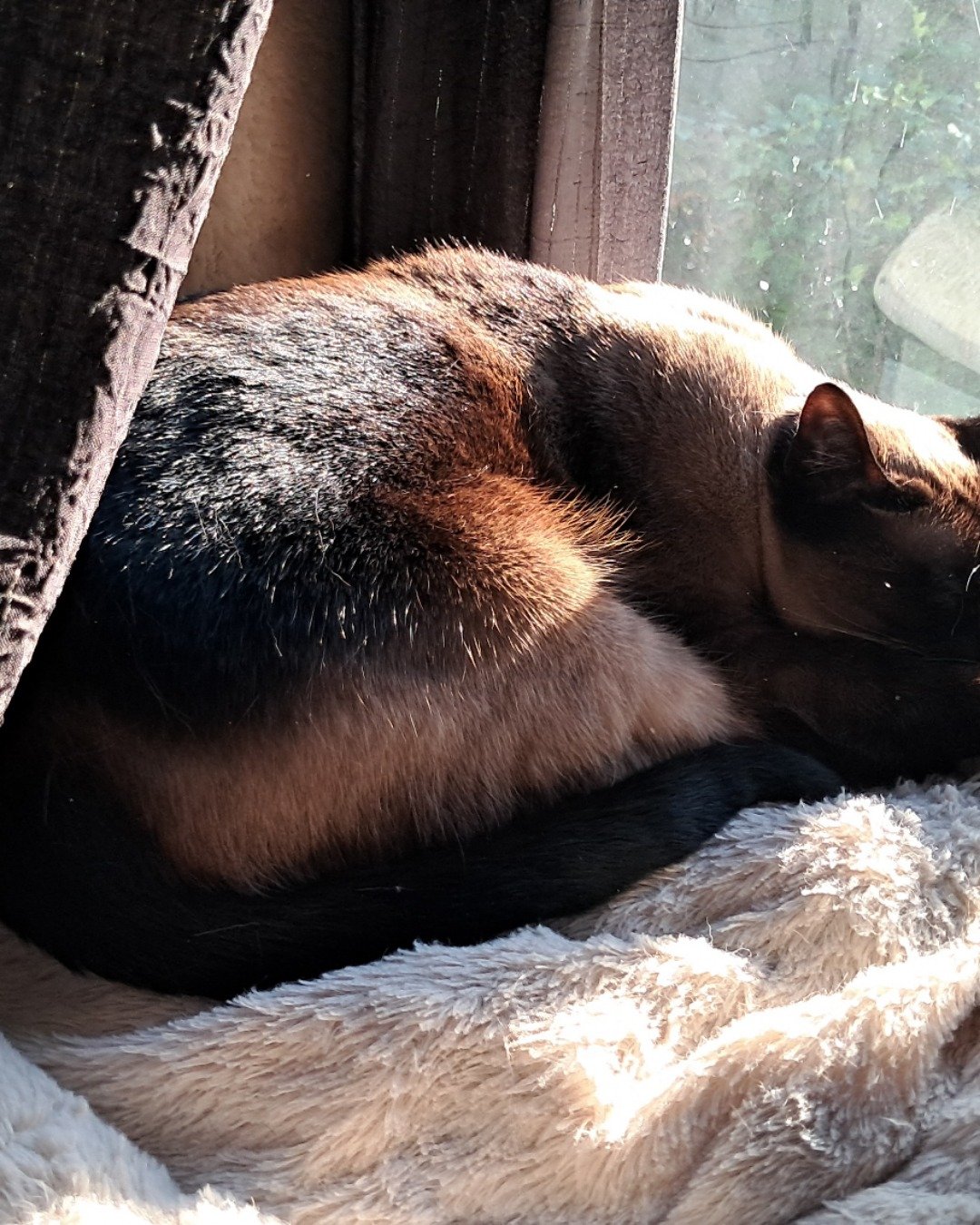 Luna🌙💫 (twin of Stella) the Siamese. Cat