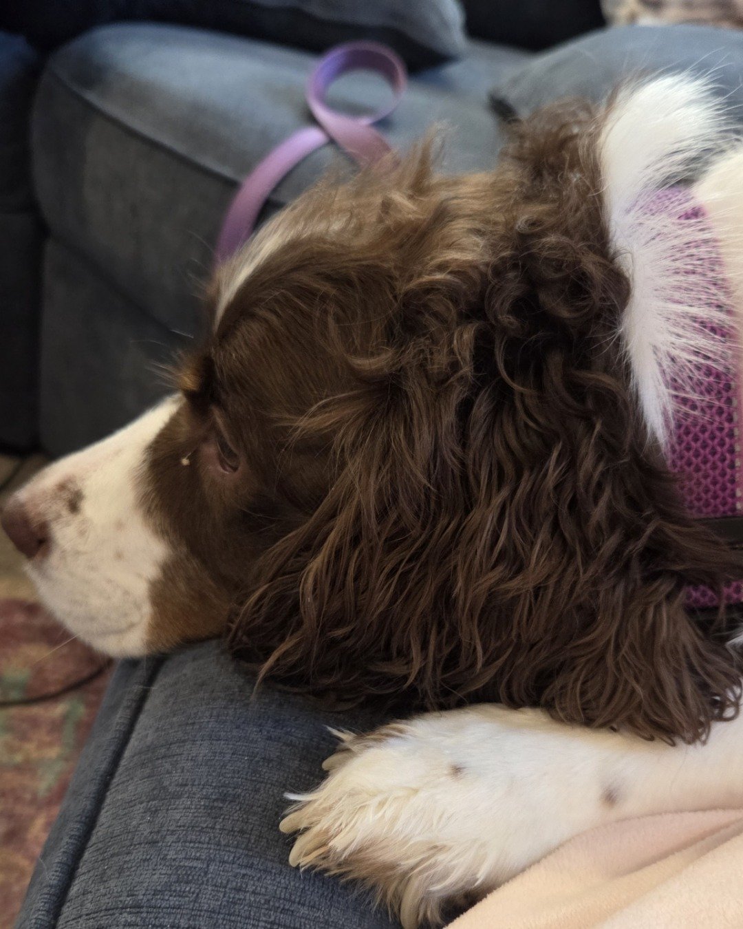 Sparky the English Springer Spaniel. Dog, Puppy, Couch, Furniture, Cocker Spaniel