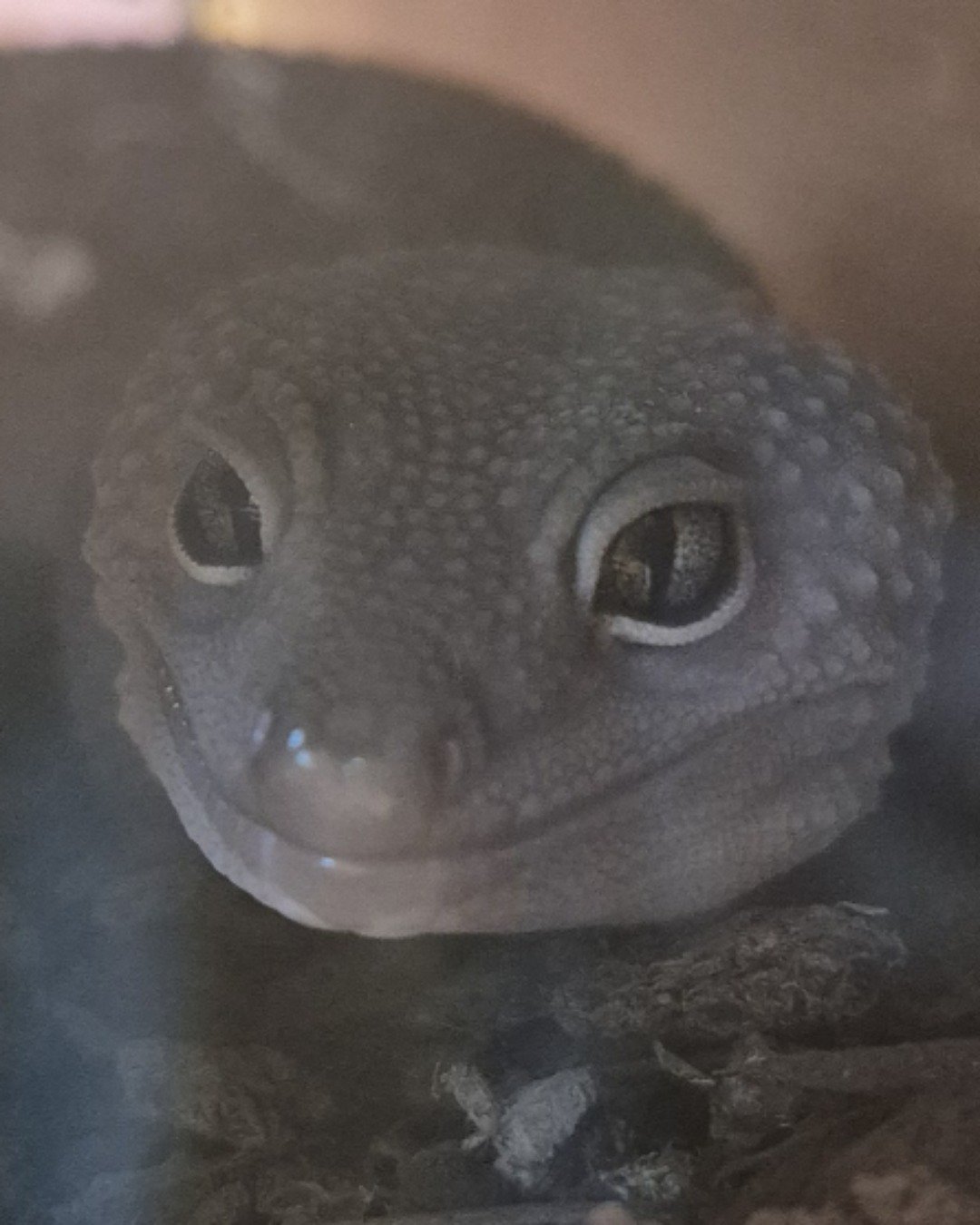 crystal the blizzard lepord gecko. Gecko, Lizard, Reptile, Person