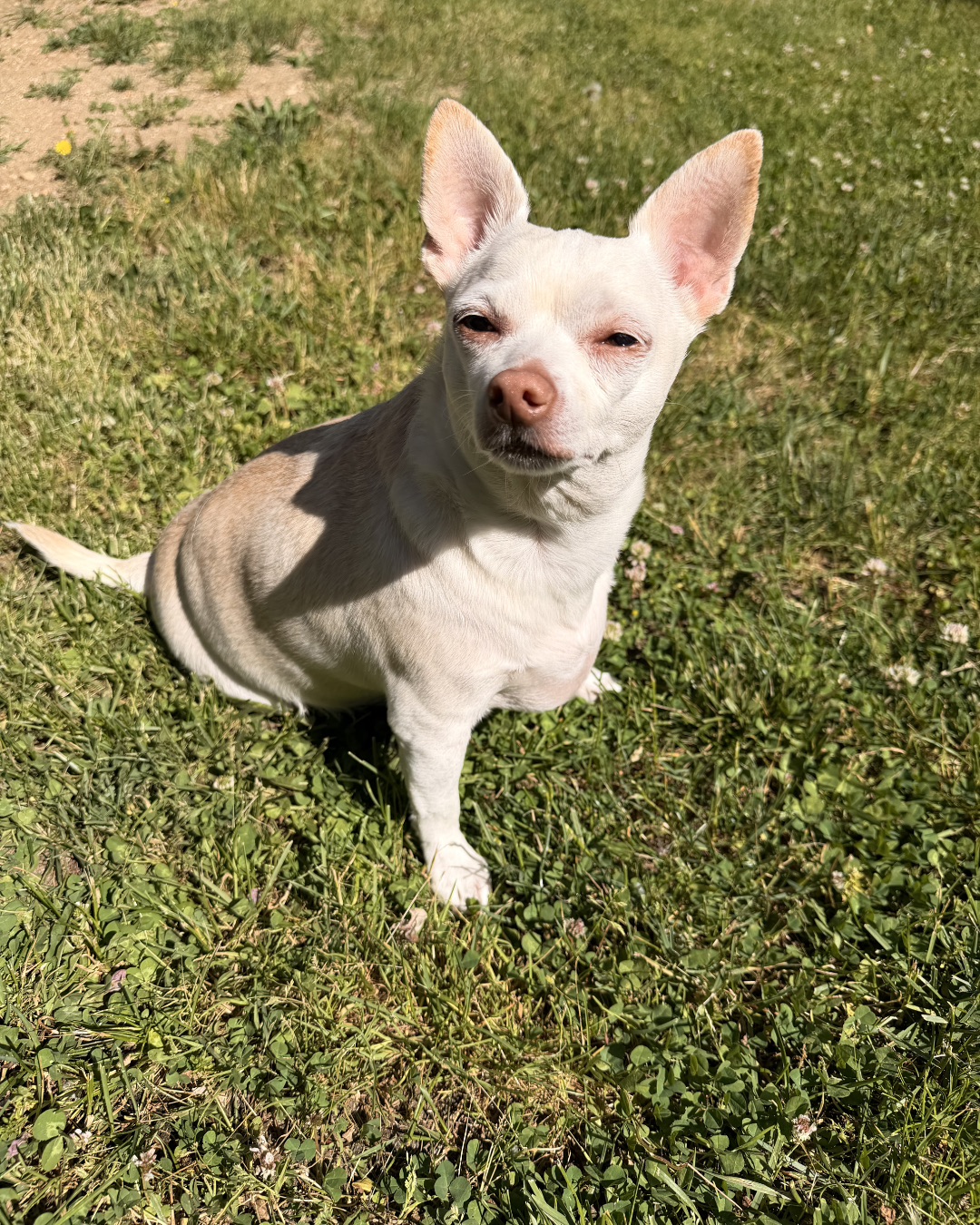 Happy Feet the Chihuahua. Grass, Plant, Dog, Lawn, Puppy, White Dog