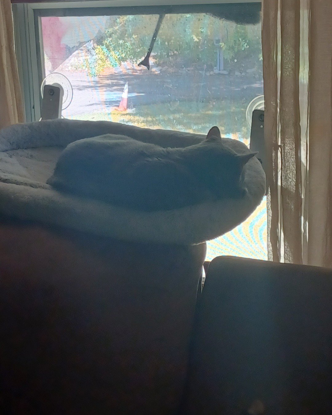 dutchess the short haired cat. Couch, Furniture, Home Decor, Cushion, Indoors, Interior Design