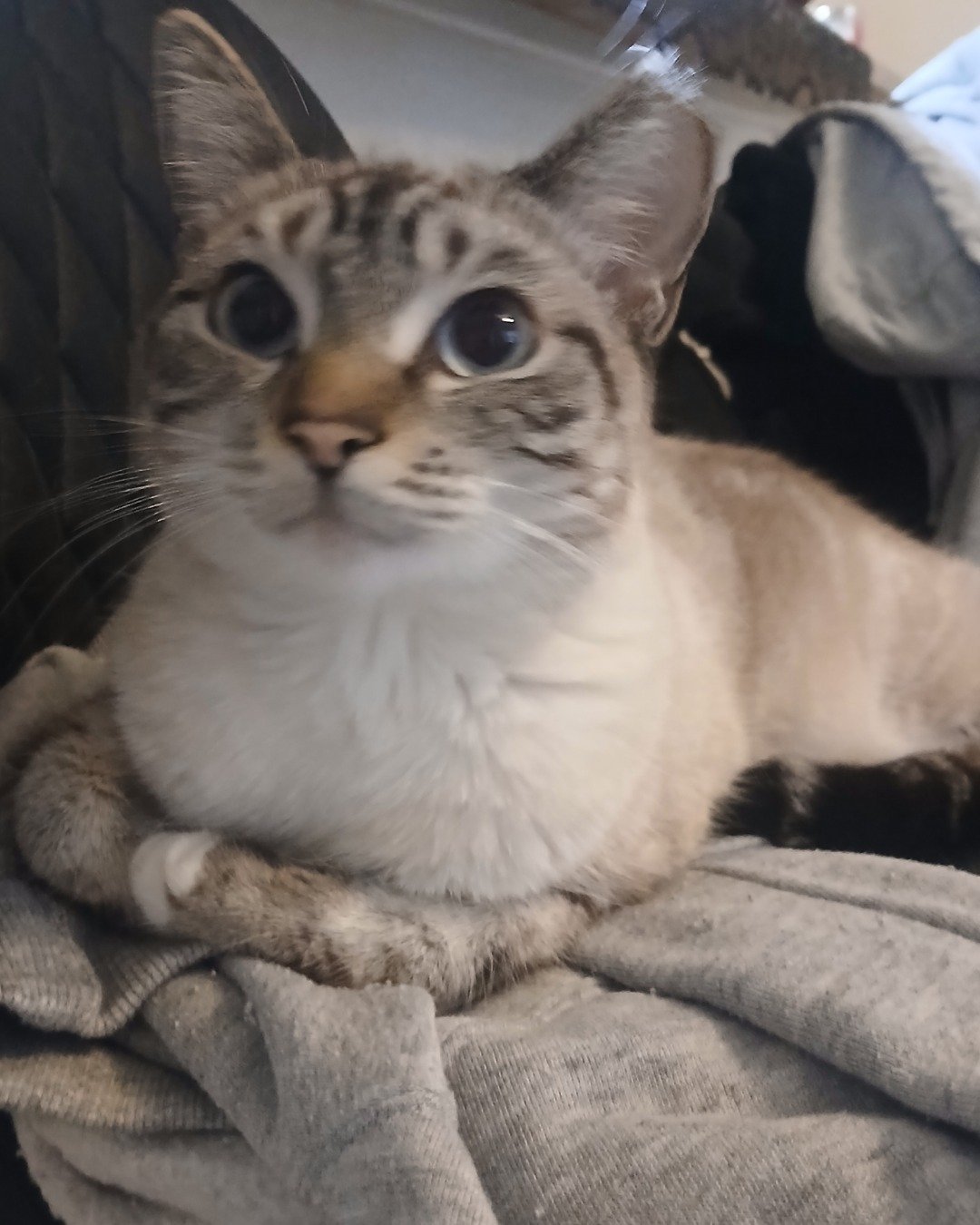 Marie the Siamese lynx. Blanket, Cat