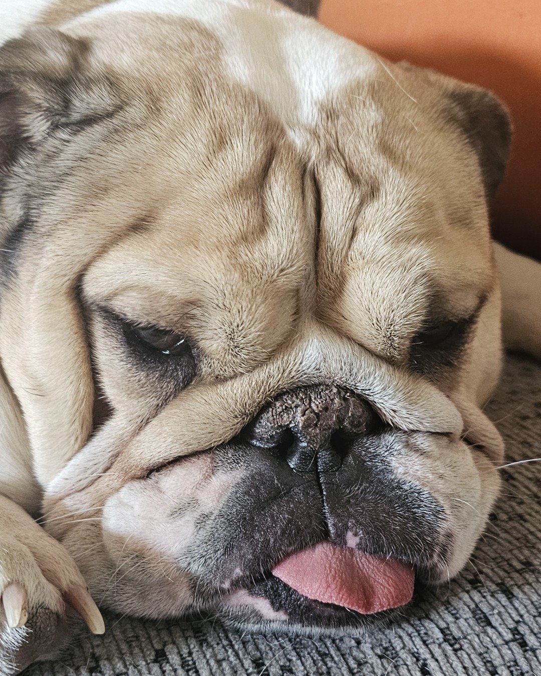 Ada Mae the English Bulldog. Bulldog, Dog, Pitbull