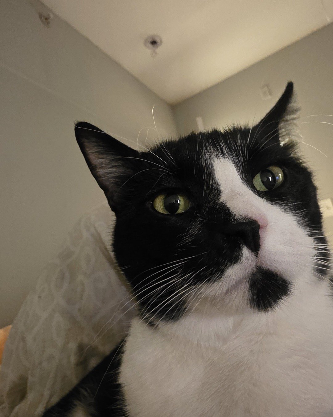Lorelai the Tuxedo. Cat