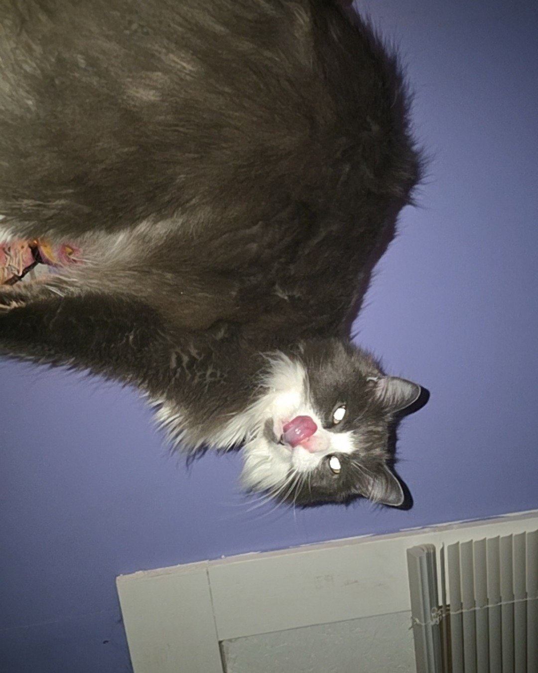 Gollum the Siamese mix. Body Part, Mouth, Person, Cat, Kitten