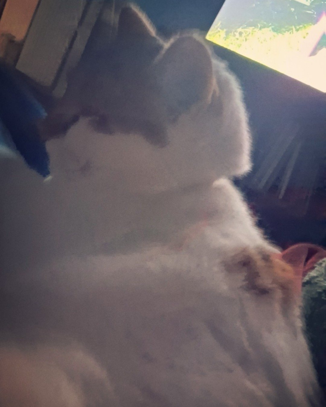 Callie the Calico maincoom. Person, Sleeping, Cat, Angora, Kitten