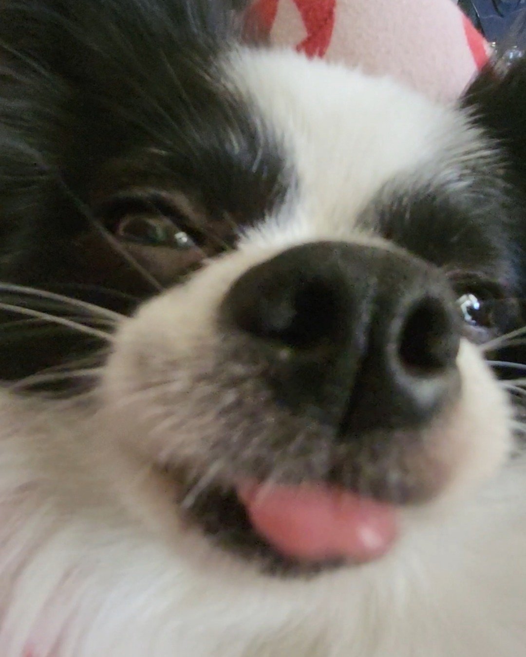 Danny the Long haired Chihuahua. Dog, Puppy, Cat, Cocker Spaniel