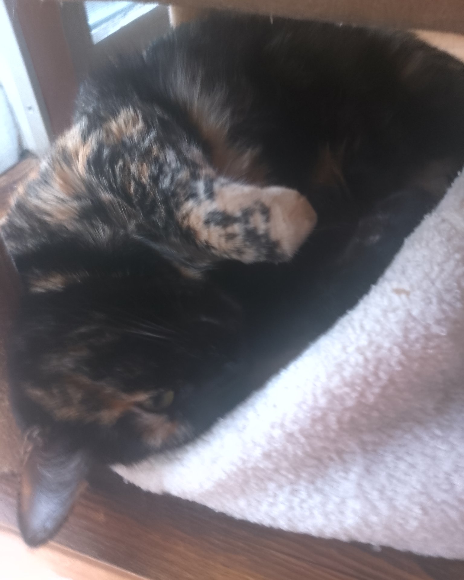 Candy (a.k.a. Angie) the American Shorthair. Person, Sleeping, Cat, Blanket, Kitten, Indoors
