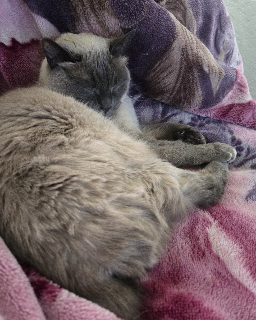 luna the Siamese. Blanket, Cat