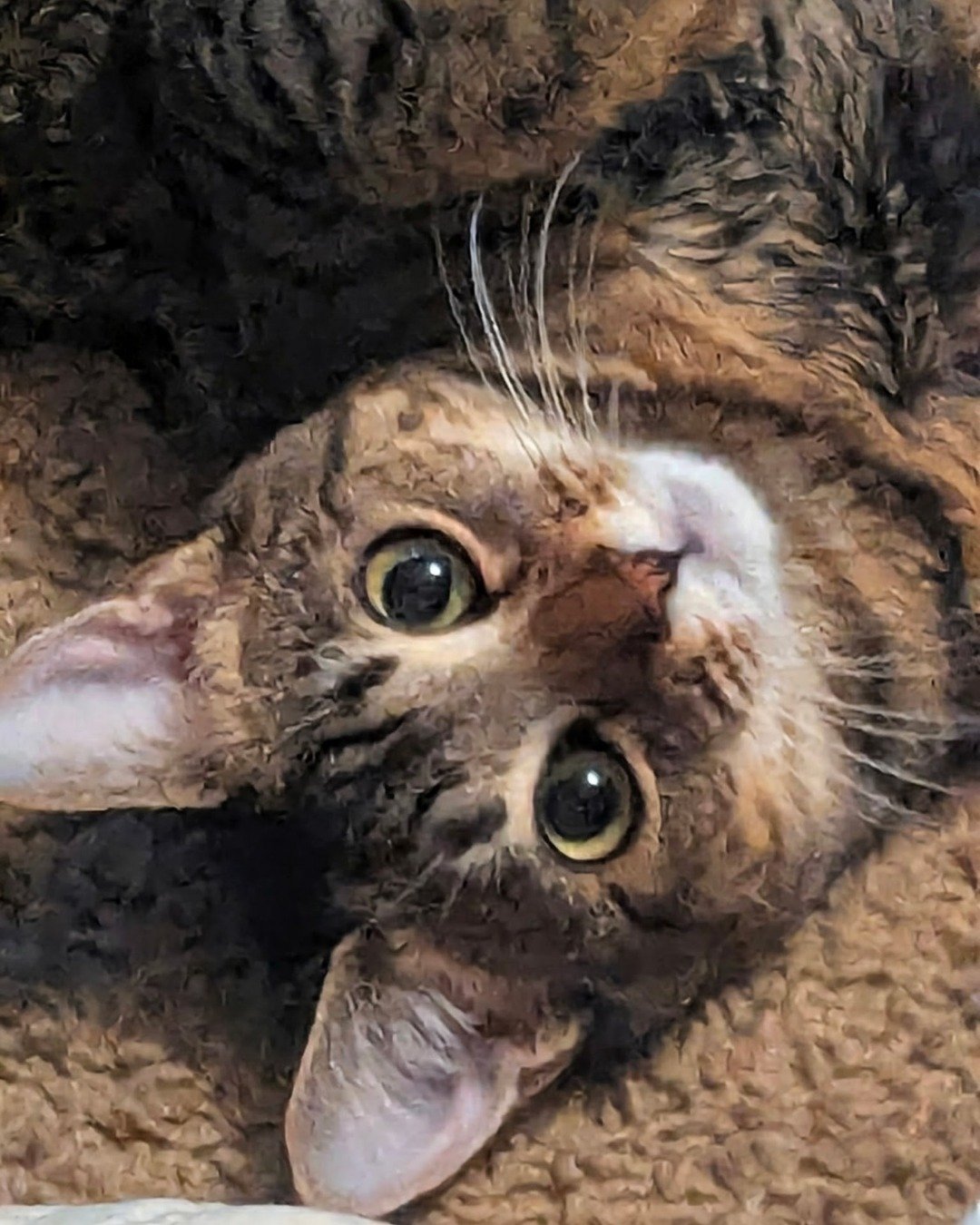 Luna the Domestic shortage (aka a gray Tabby). Cat, Kitten, Bird, Abyssinian