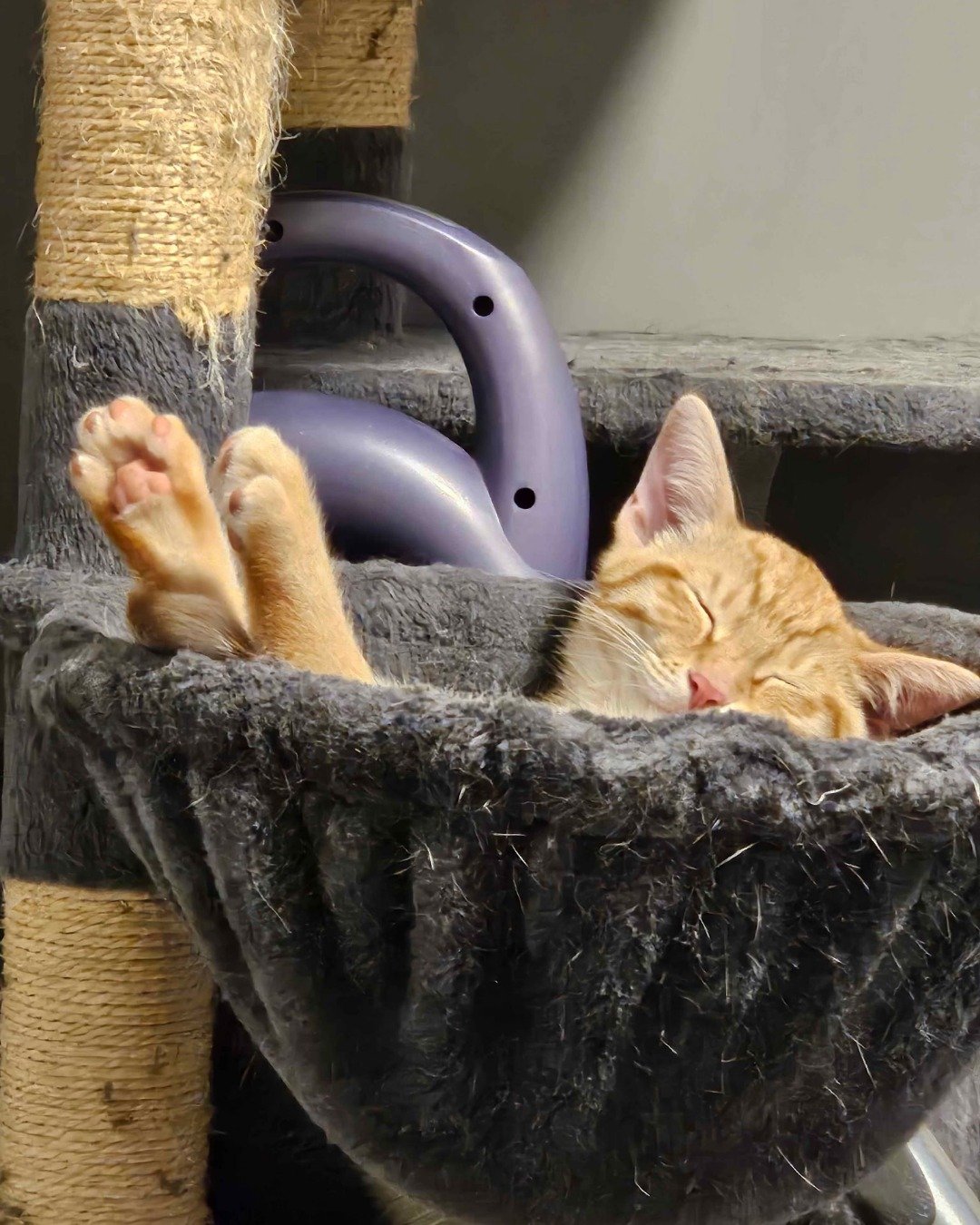 Brucey Jo. Cat, Kitten