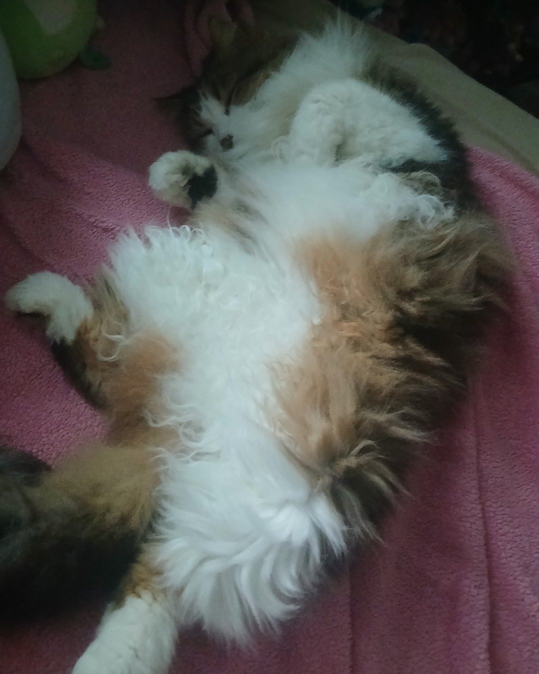 Frito. Person, Sleeping, Cat, Kitten, Dog, Puppy