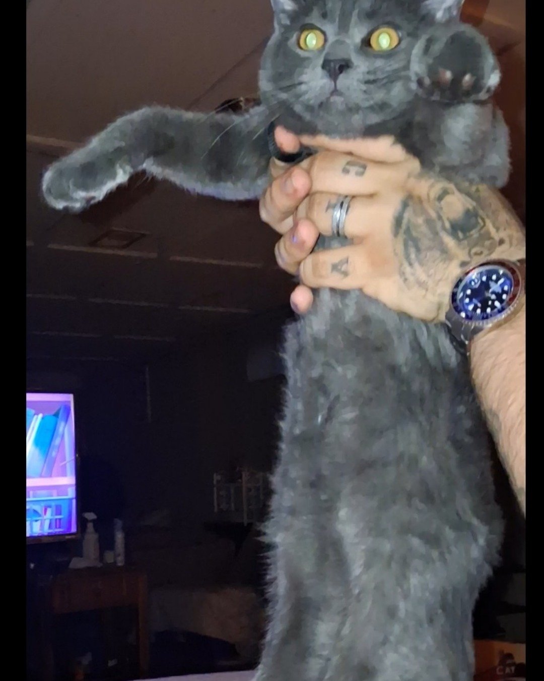 Biscuits the Russian blue. Computer Hardware, Electronics, Hardware, Monitor, Screen, TV