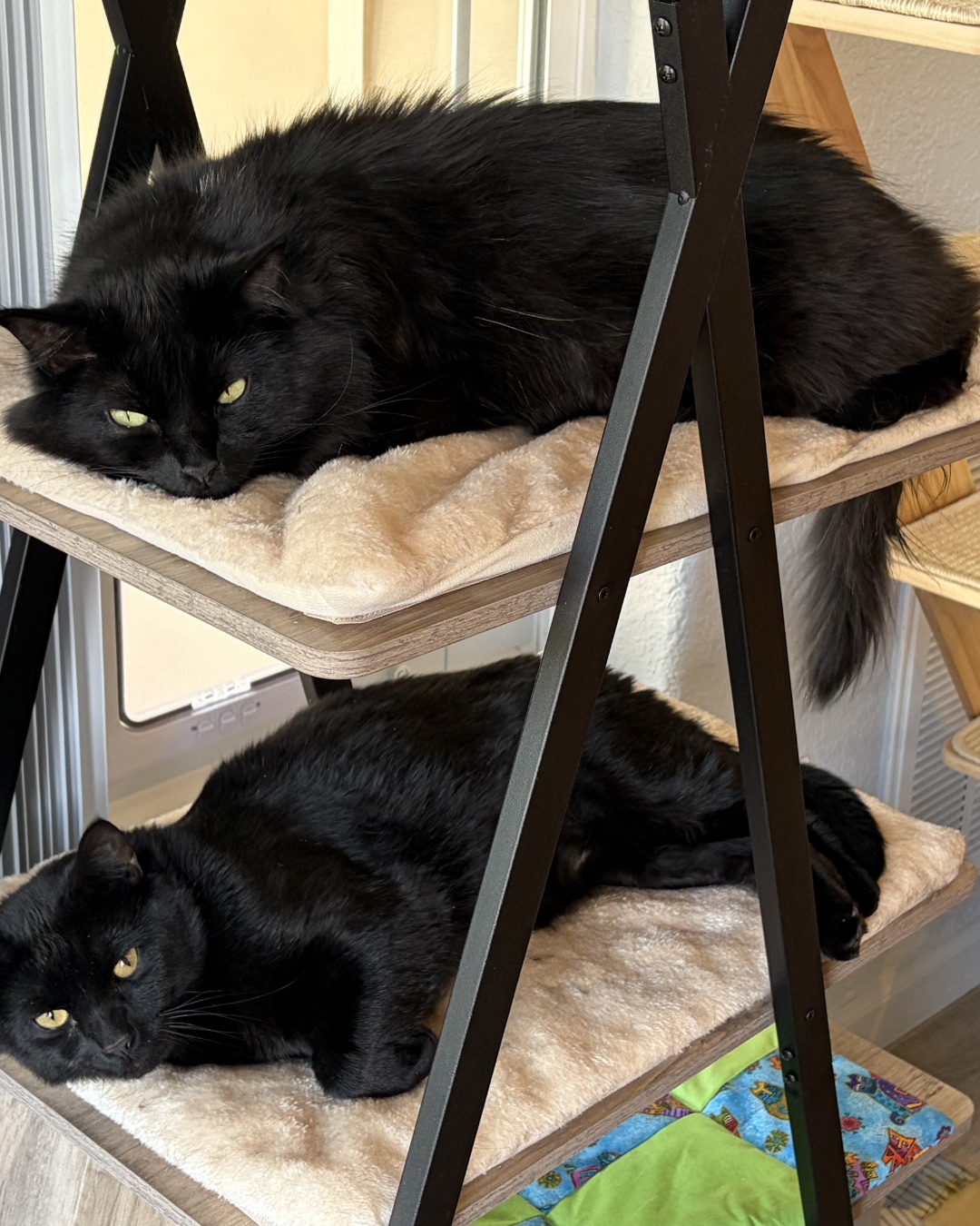 Leo the Bombay — Black Cat, Cat, Furniture