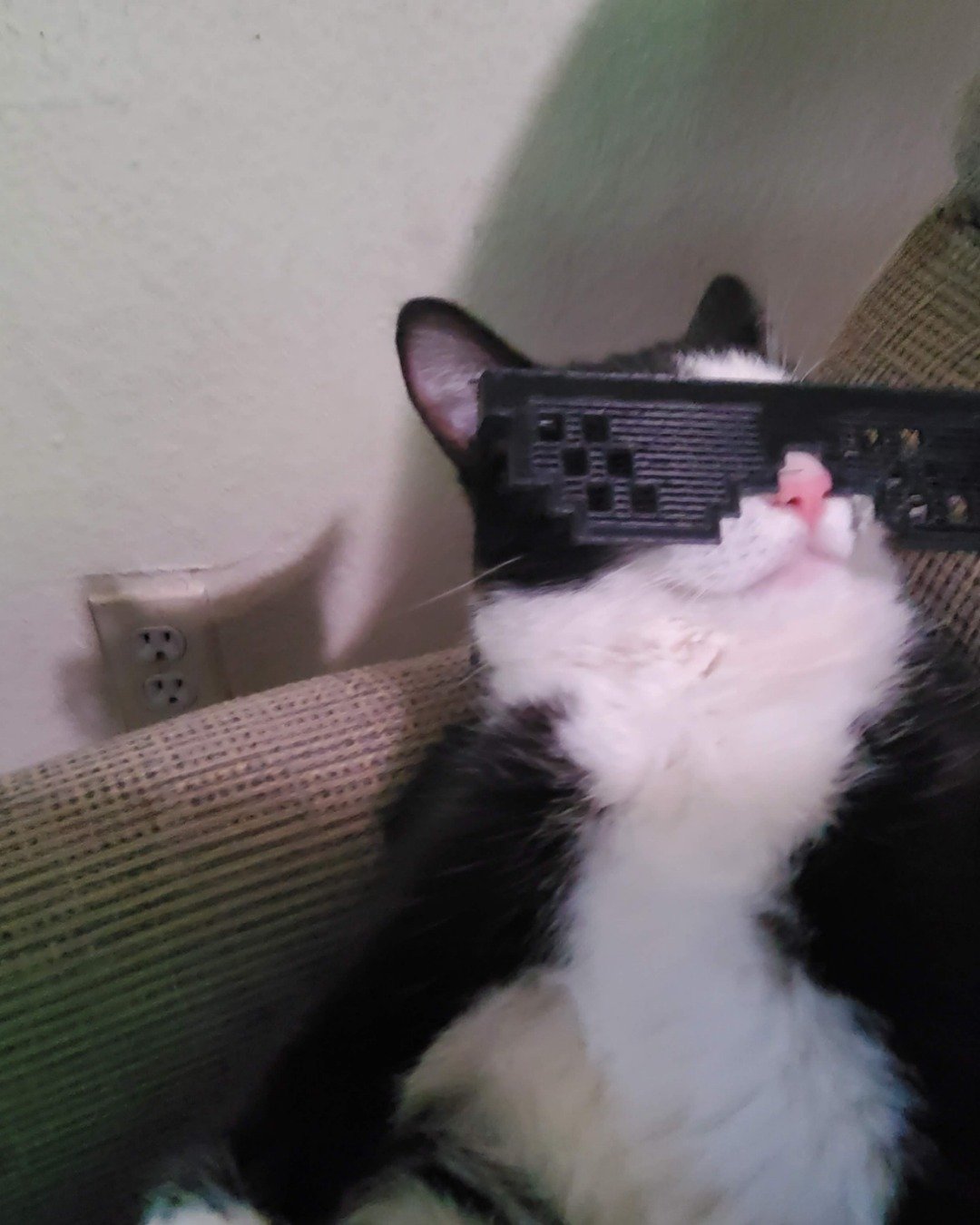 figaro the tuxedo cat. Couch, Furniture, Cat, Kitten, Plant, Potted Plant